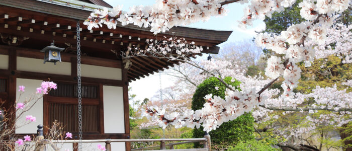 長谷寺の桜